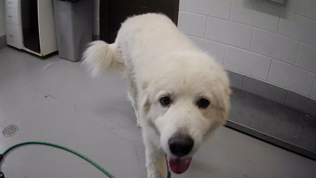 LOKEY - Great Pyrenees available for adoption
