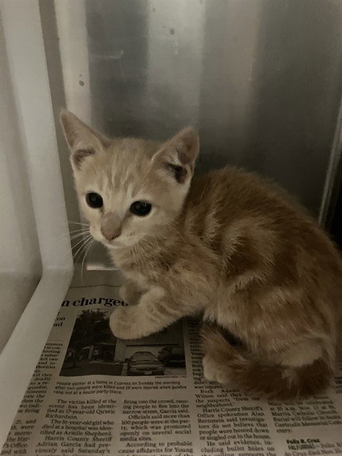 SHERIFF CHEDDAR - Domestic Short Hair available for adoption