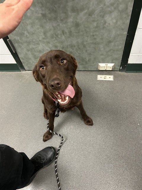 GEORGIA - Labrador Retriever available for adoption