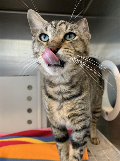 DALLAS - Domestic Short Hair available for adoption