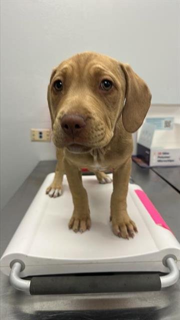 SABIHA - Mastiff available for adoption