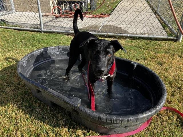 LAZARUS - German Shepherd Dog for adoption in Corpus Christi