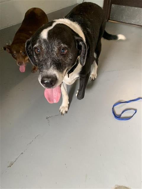 MARTHA - Labrador Retriever / Border Collie available for adoption