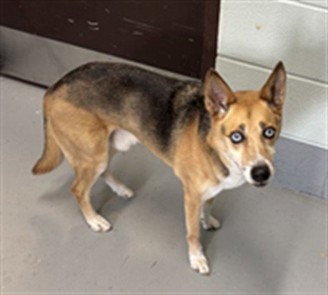 CLARK - German Shepherd Dog / Husky available for adoption