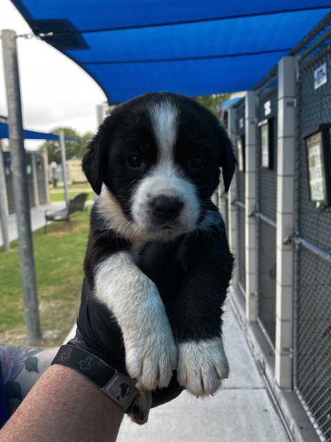 SPRITE - Australian Cattle Dog/Blue Heeler / Labrador Retriever available for adoption