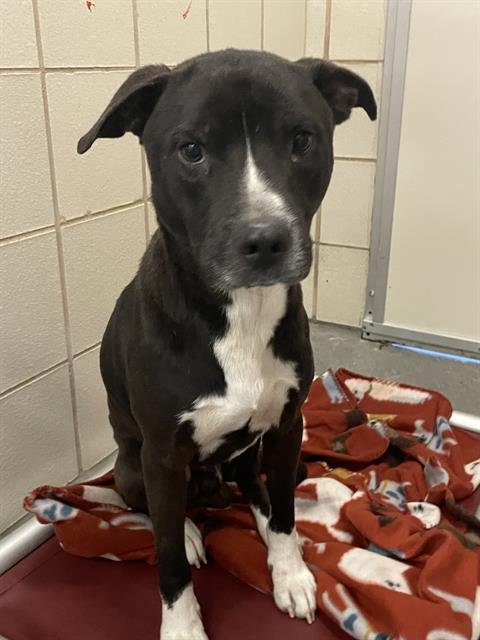 BERT - American Pit Bull Terrier for adoption in Corpus Christi