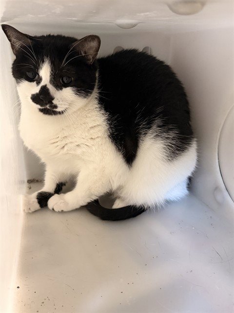 LADY - Domestic Short Hair for adoption in Corpus Christi