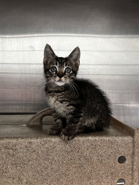 HICKORY HIDEAWAY - Domestic Short Hair available for adoption