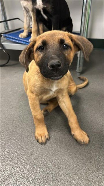 ROSE - Labrador Retriever available for adoption