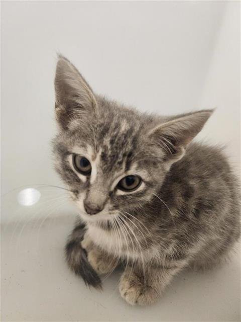 ANTONIA - Domestic Short Hair available for adoption