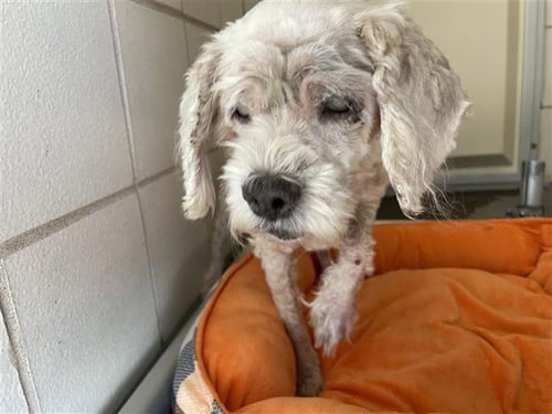 ALEX - Shih Tzu available for adoption
