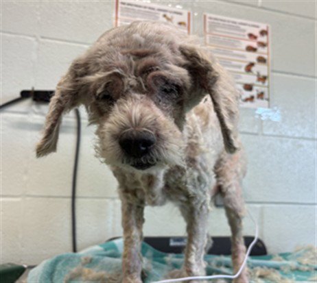 ALEX - Shih Tzu available for adoption