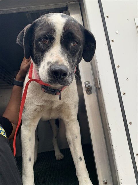 SORA - Akita available for adoption