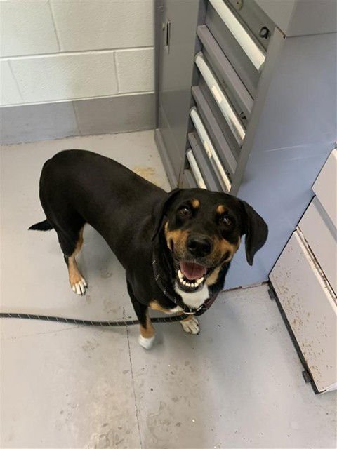 LAYLA - Labrador Retriever available for adoption