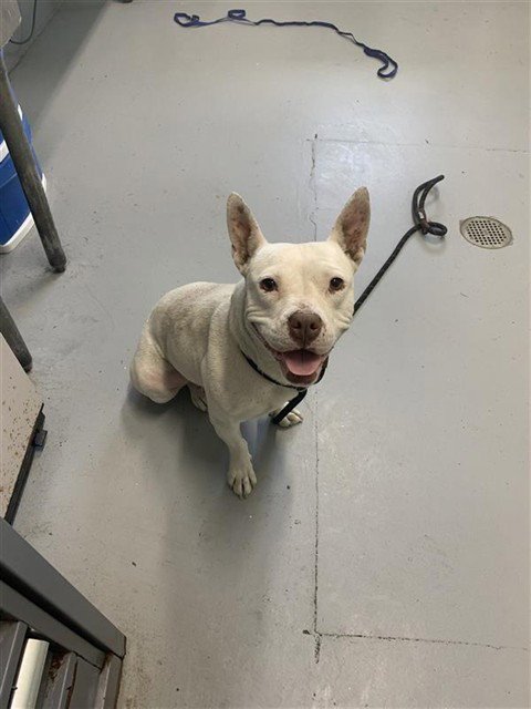 SNOW - American Pit Bull Terrier available for adoption