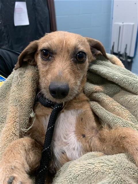 SCRUFFLES - Chihuahua / Dachshund available for adoption