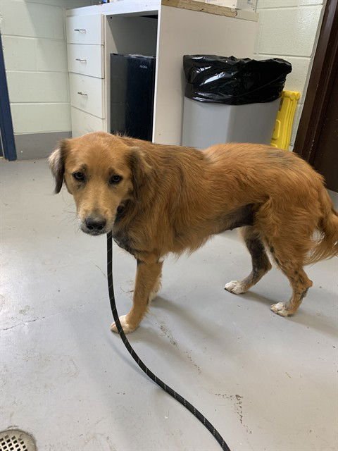 SADIE - Golden Retriever / German Shepherd Dog available for adoption