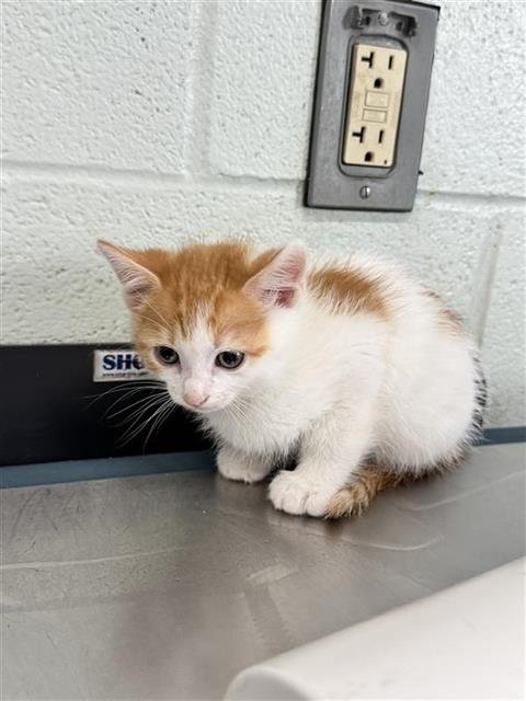 PETER PARKER - Domestic Short Hair available for adoption