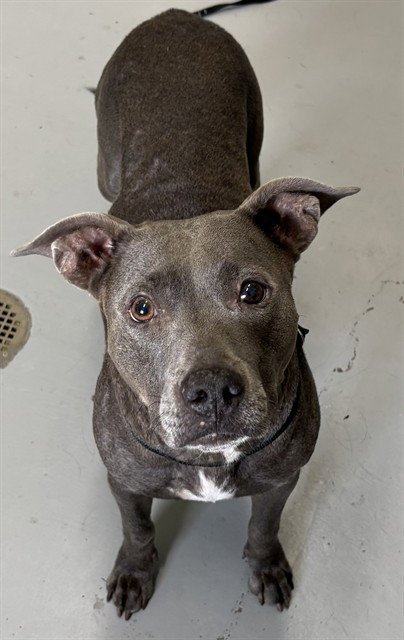 GENEVIEVE - Staffordshire Bull Terrier / American Staffordshire Terrier available for adoption