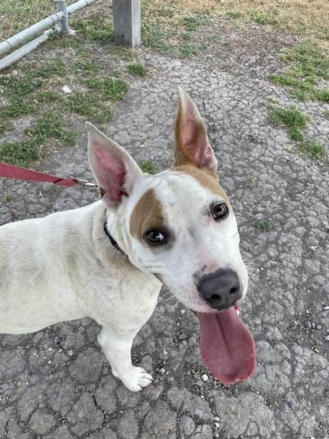 PATCHES - American Pit Bull Terrier available for adoption