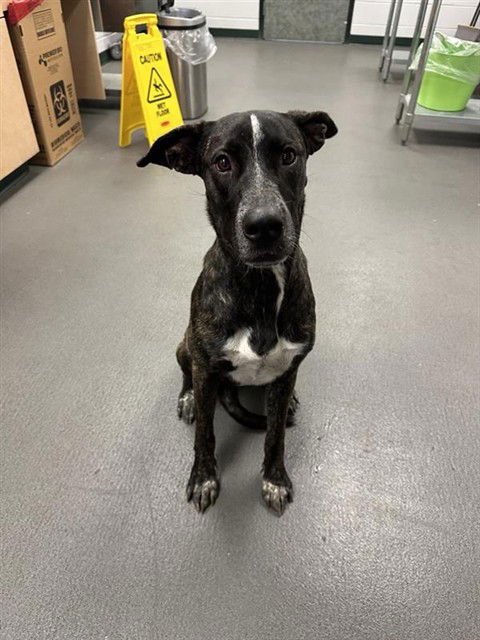 MELODY - Plott Hound available for adoption