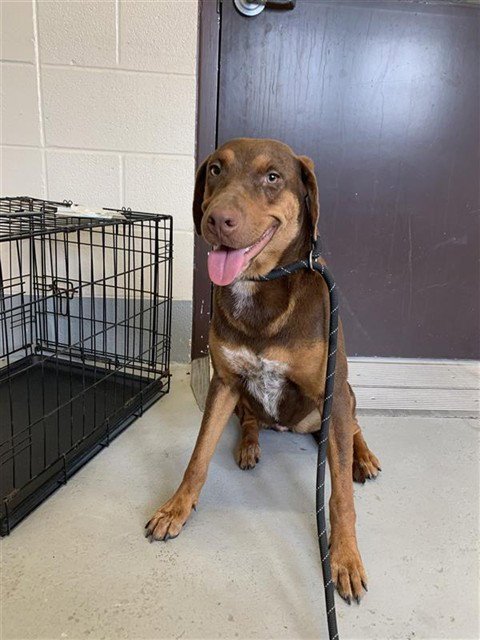 OPAL - Redbone Coonhound available for adoption