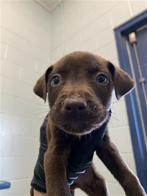 LOUISIANA - Labrador Retriever available for adoption