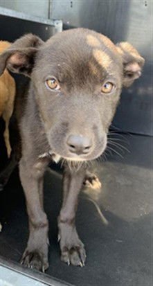 GUNNER - Labrador Retriever / German Shepherd Dog available for adoption