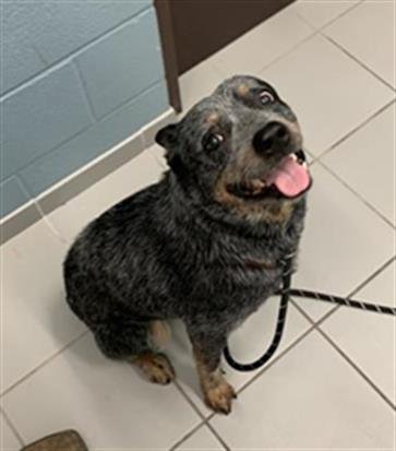 BEETLE - Australian Cattle Dog/Blue Heeler available for adoption