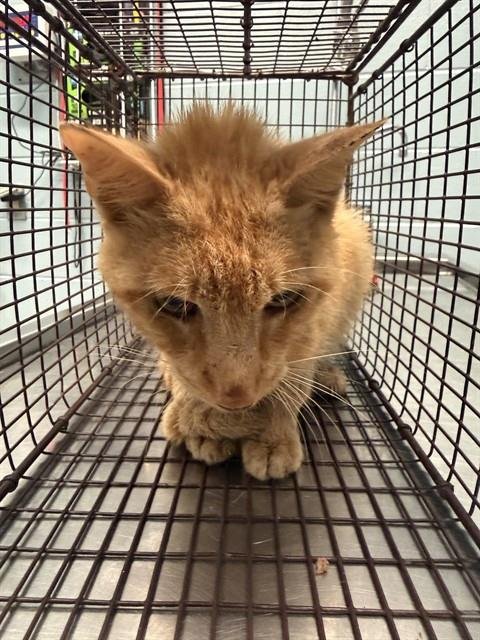 SAM - Domestic Short Hair for adoption in Corpus Christi