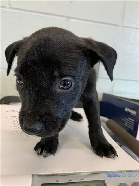 IOWA - Labrador Retriever available for adoption