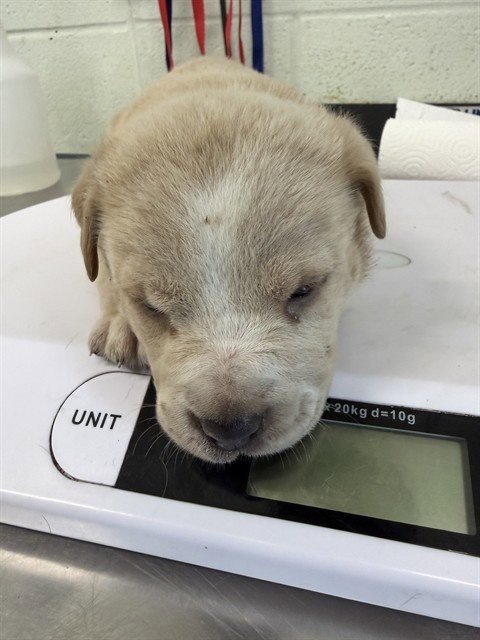 CARDINAL - Labrador Retriever available for adoption