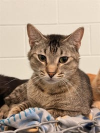 MISSY (UNK 11 A388847) - Photo 1