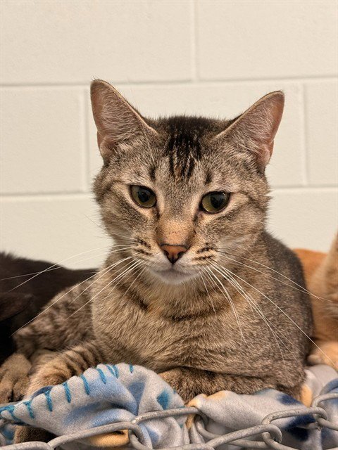 MISSY (UNK 11 A388847) - Domestic Short Hair for adoption in Corpus Christi