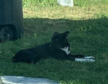 COMET - Labrador Retriever available for adoption