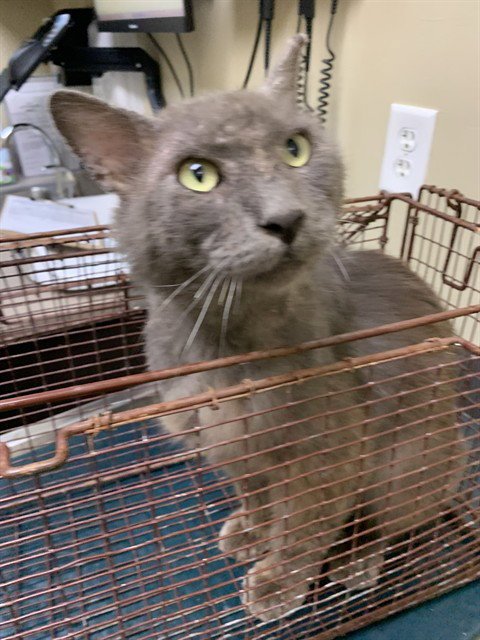 BOB - Domestic Short Hair available for adoption
