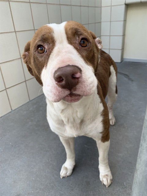 LAGUNA - American Pit Bull Terrier available for adoption