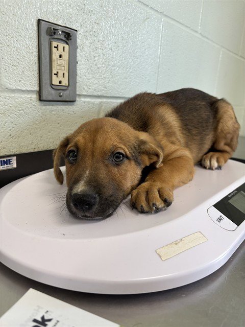 LUIGI - German Shepherd Dog / Labrador Retriever available for adoption