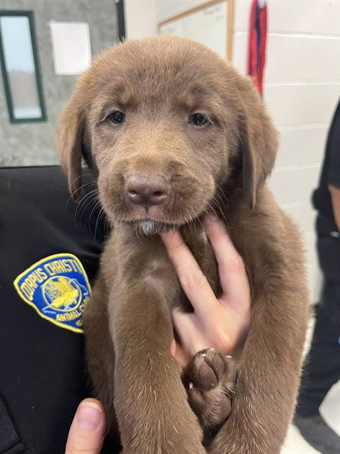 COOZIE - Labrador Retriever available for adoption