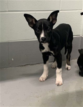 MAYA - Australian Cattle Dog/Blue Heeler available for adoption