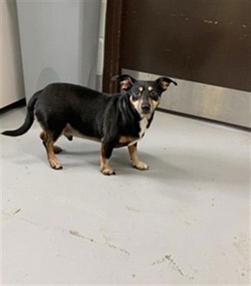 PETER PAN - Dachshund available for adoption