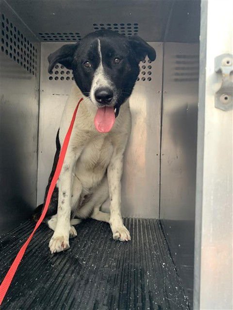 MOCHI - Akita available for adoption