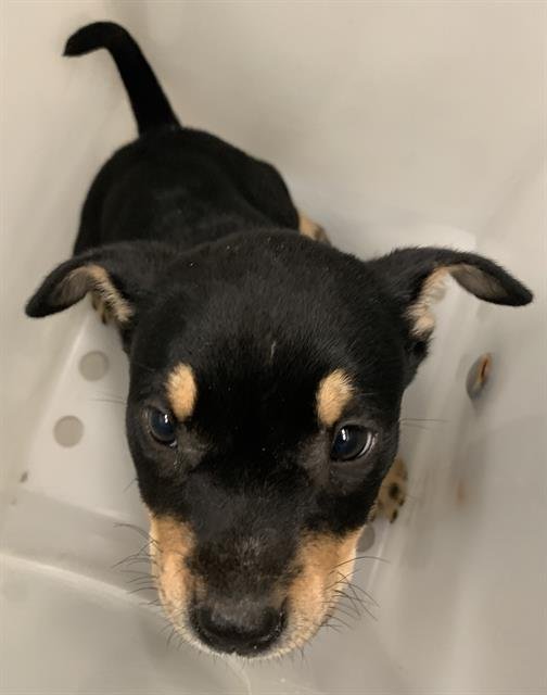 CAMILLE - German Shepherd Dog available for adoption