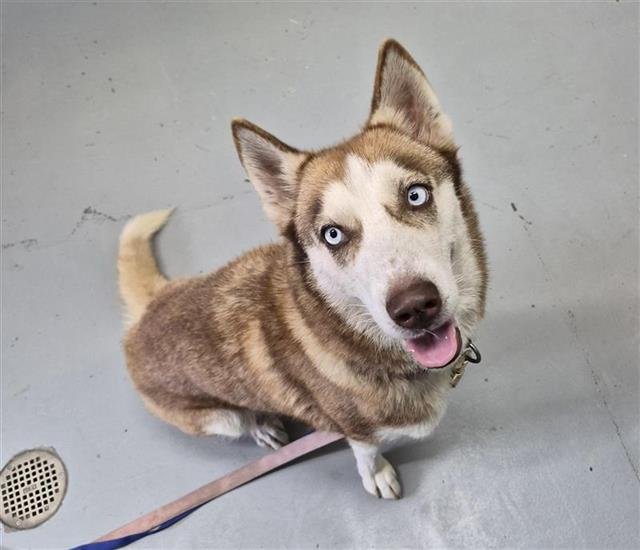 MONROE - Siberian Husky available for adoption