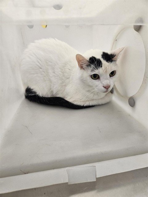 KINI - Domestic Short Hair for adoption in Corpus Christi