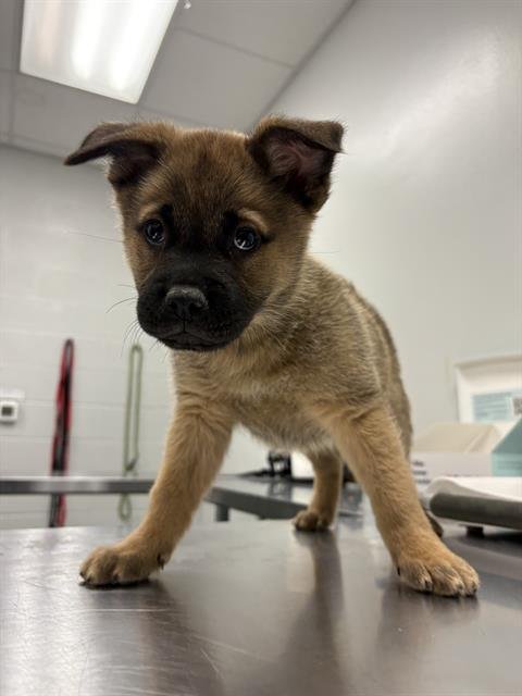 DAVE - German Shepherd Dog / Akita available for adoption