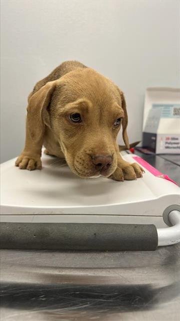 VIRGINIE GUYOT - Mastiff available for adoption