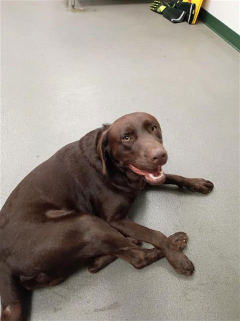 BROWNIE - Labrador Retriever available for adoption