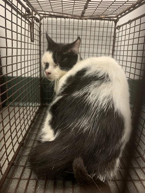 SADIE - Domestic Short Hair available for adoption