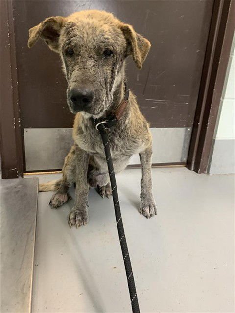 TAHOE - German Shepherd Dog available for adoption